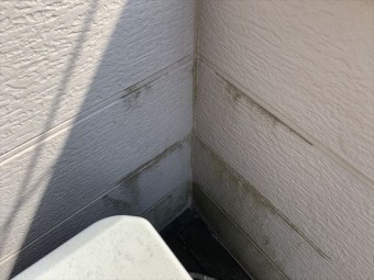 ベランダコケ