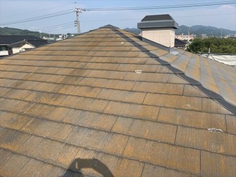 カラーベスト