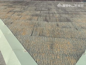 カラーベスト
