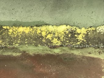 シート防水に生えた苔